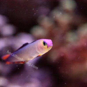 CÁ BỐNG CỜ LỬA