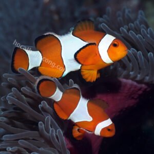 CÁ HỀ NEMO – OCELLARIS CLOWNFISH