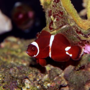 Cá cảnh Nemo đột biến Maroon