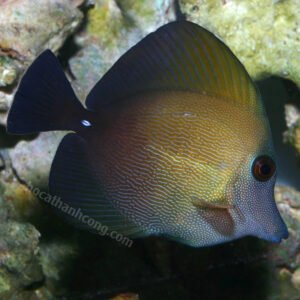 Cá Xì Bích - Scopas Tang