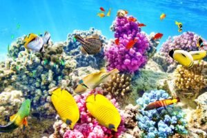 top-ca-canh-bien-dep